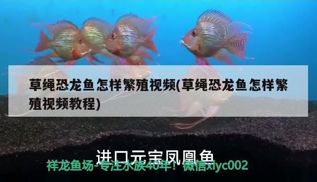 草繩恐龍魚怎樣繁殖視頻(草繩恐龍魚怎樣繁殖視頻教程) 一眉道人魚