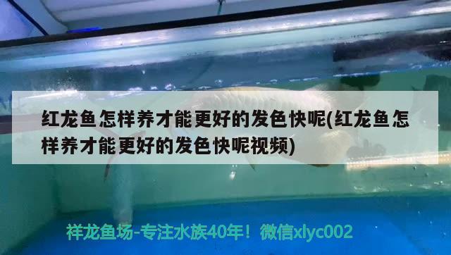 紅龍魚怎樣養(yǎng)才能更好的發(fā)色快呢(紅龍魚怎樣養(yǎng)才能更好的發(fā)色快呢視頻)