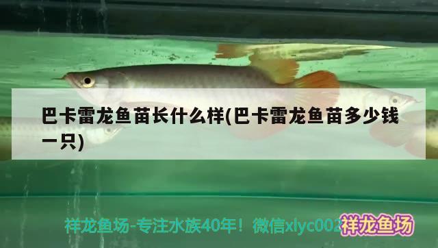 巴卡雷龍魚苗長什么樣(巴卡雷龍魚苗多少錢一只)