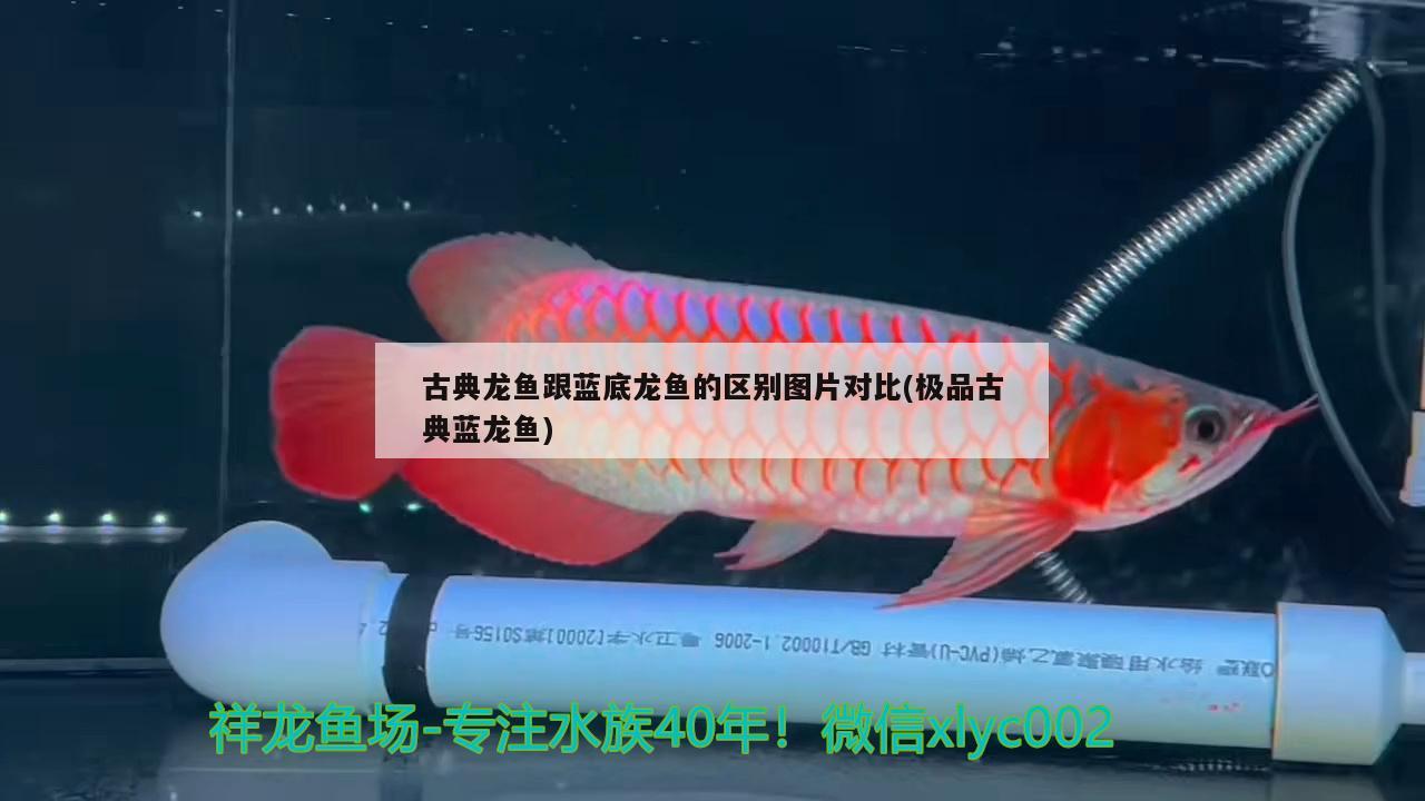 古典龍魚跟藍底龍魚的區(qū)別圖片對比(極品古典藍龍魚) 電鰻