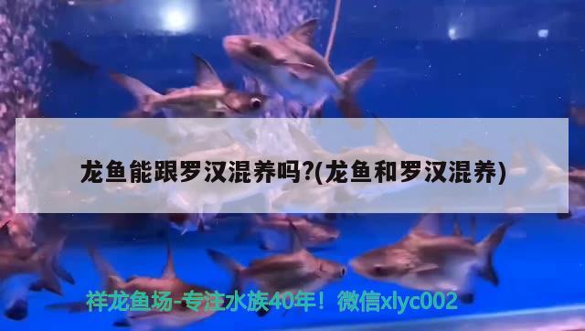 龍魚能跟羅漢混養(yǎng)嗎?(龍魚和羅漢混養(yǎng))