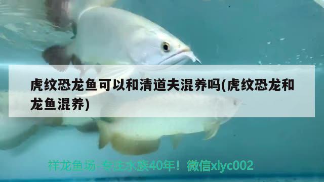 虎紋恐龍魚(yú)可以和清道夫混養(yǎng)嗎(虎紋恐龍和龍魚(yú)混養(yǎng)) 水族維護(hù)服務(wù)（上門）