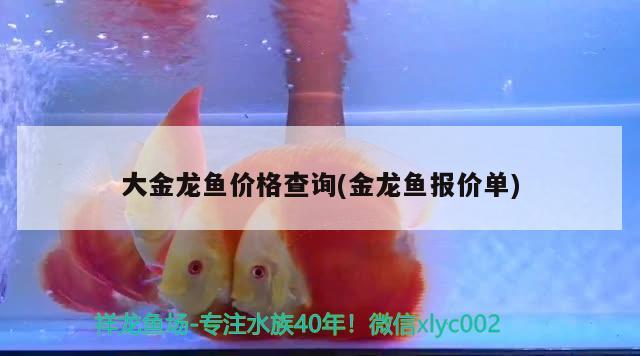 大金龍魚價格查詢(金龍魚報價單) 圖騰金龍魚