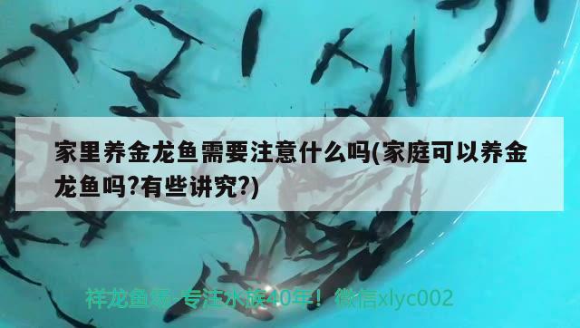 家里養(yǎng)金龍魚需要注意什么嗎(家庭可以養(yǎng)金龍魚嗎?有些講究?) 錦鯉池魚池建設(shè)