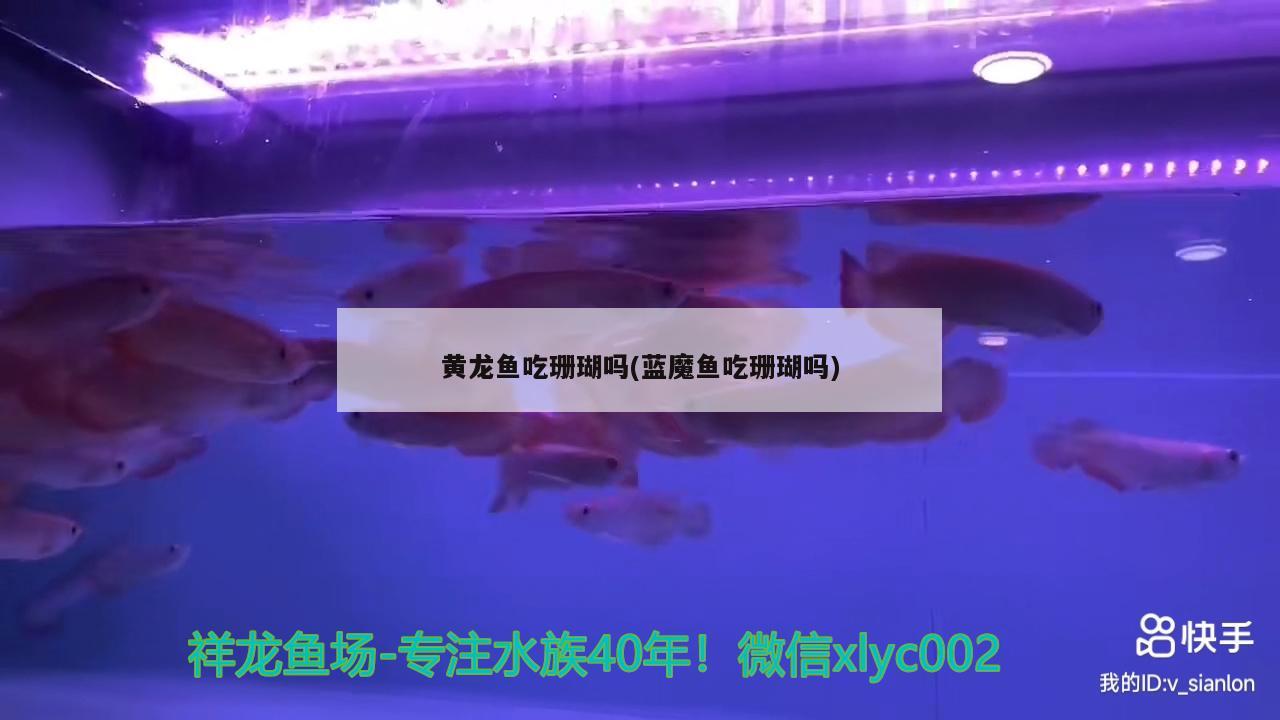 黃龍魚吃珊瑚嗎(藍魔魚吃珊瑚嗎) 藍底過背金龍魚