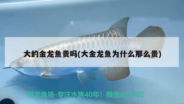 大的金龍魚貴嗎(大金龍魚為什么那么貴) 純血皇冠黑白魟魚