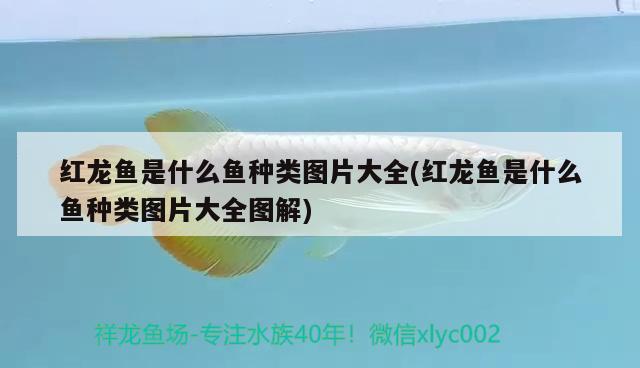 紅龍魚(yú)是什么魚(yú)種類(lèi)圖片大全(紅龍魚(yú)是什么魚(yú)種類(lèi)圖片大全圖解) 泰龐海鰱魚(yú)