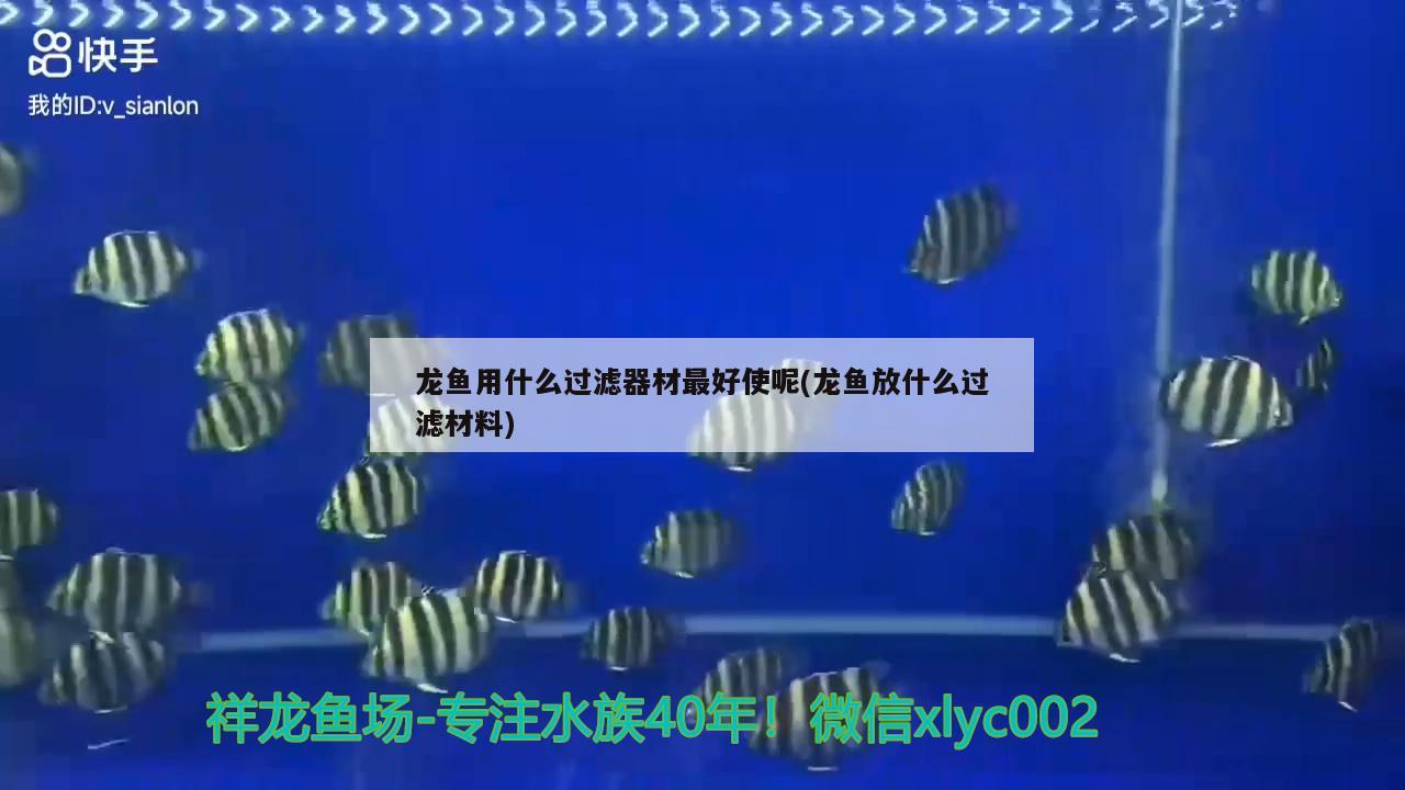 龍魚用什么過濾器材最好使呢(龍魚放什么過濾材料) 紅眼黃化幽靈火箭魚|皇家火箭魚