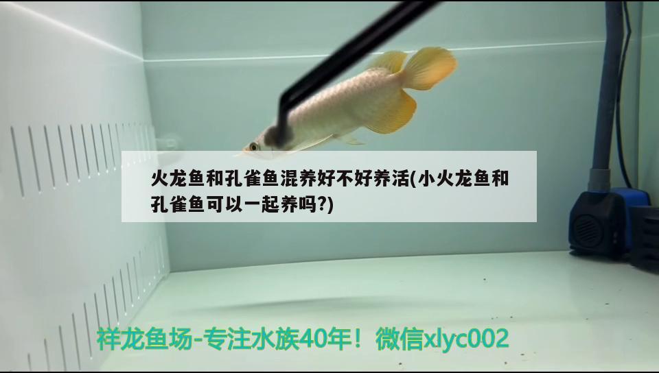 火龍魚和孔雀魚混養(yǎng)好不好養(yǎng)活(小火龍魚和孔雀魚可以一起養(yǎng)嗎?) 女王大帆魚苗