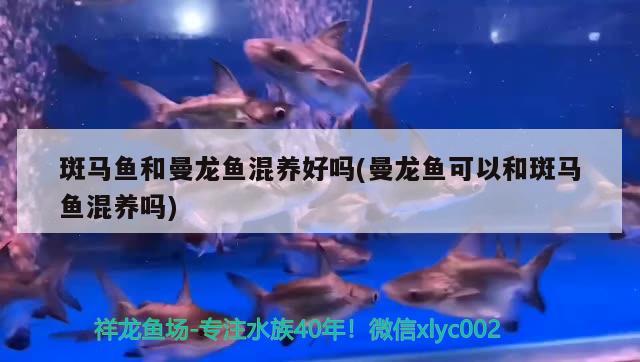 斑馬魚和曼龍魚混養(yǎng)好嗎(曼龍魚可以和斑馬魚混養(yǎng)嗎) 祥龍水族濾材/器材