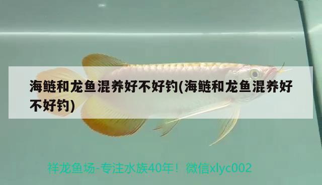 海鰱和龍魚混養(yǎng)好不好釣(海鰱和龍魚混養(yǎng)好不好釣) 垂釣樂園