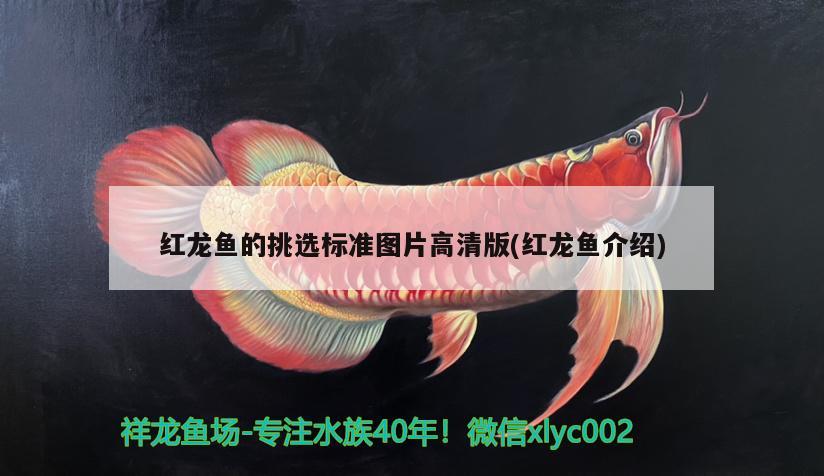 紅龍魚的挑選標(biāo)準(zhǔn)圖片高清版(紅龍魚介紹) 銀龍魚