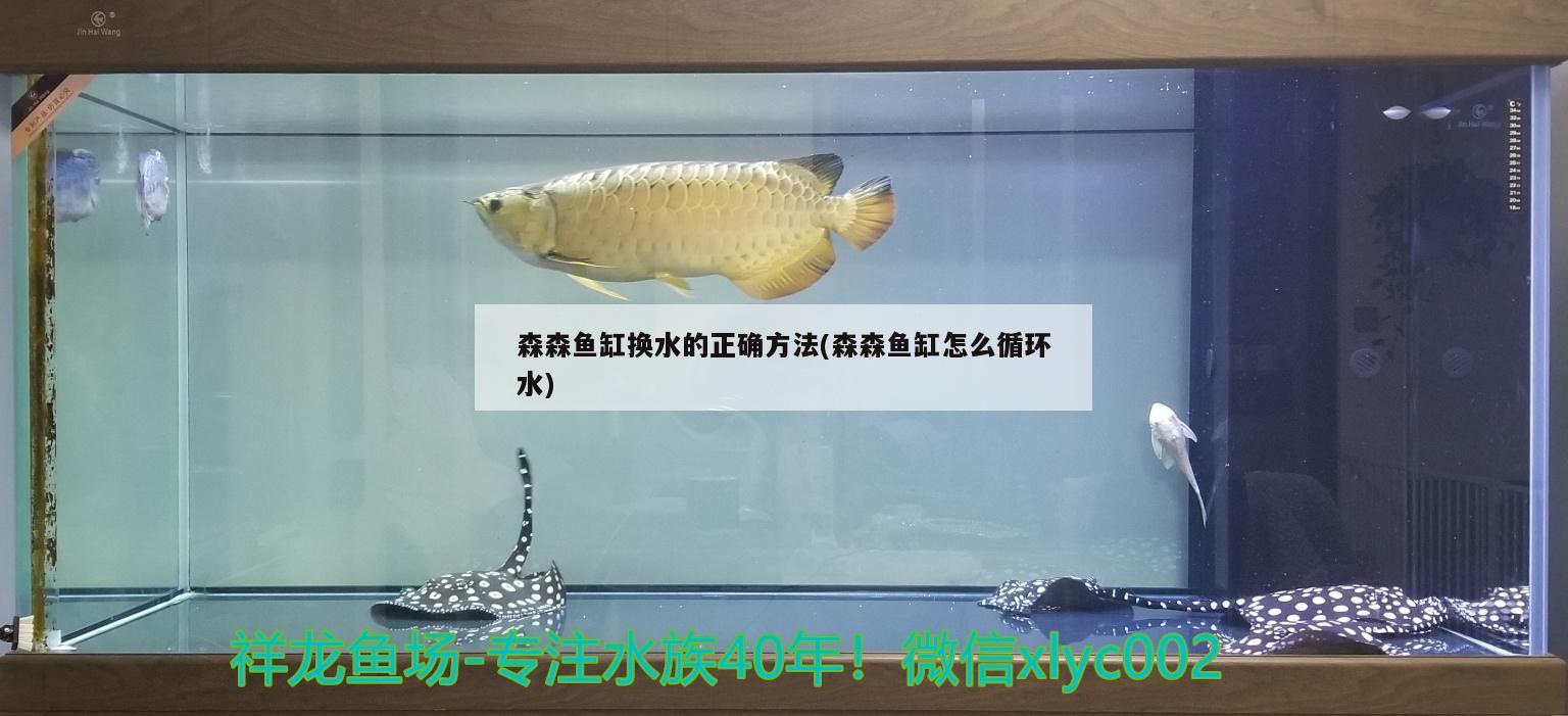 森森魚缸換水的正確方法(森森魚缸怎么循環(huán)水) 魚缸清潔用具