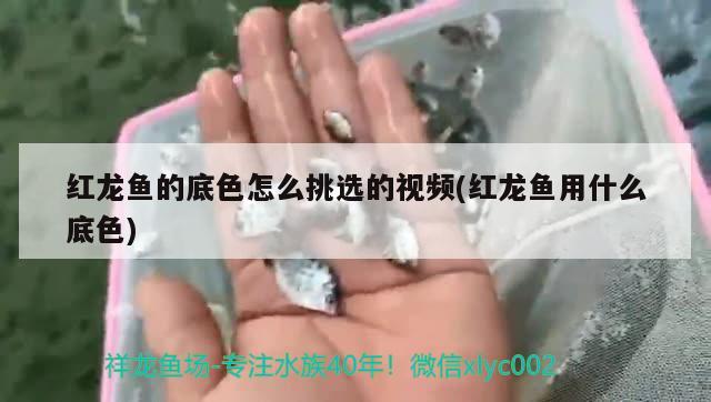 紅龍魚的底色怎么挑選的視頻(紅龍魚用什么底色)