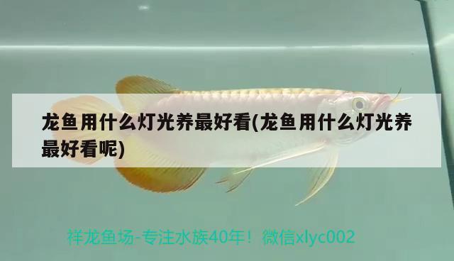 龍魚(yú)用什么燈光養(yǎng)最好看(龍魚(yú)用什么燈光養(yǎng)最好看呢)