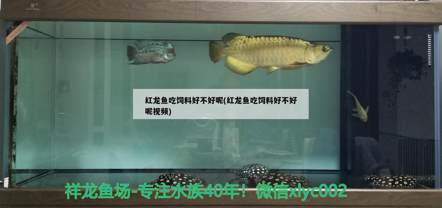 魚(yú)缸如何快速除氯氣（魚(yú)缸怎么除氯氣） 印尼虎苗