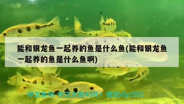 惠州魚缸翻新電話地址及電話多少 惠州二手魚缸市場 廣州水族器材濾材批發(fā)市場