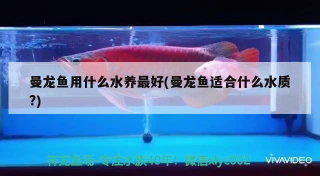 曼龍魚用什么水養(yǎng)最好(曼龍魚適合什么水質(zhì)?)