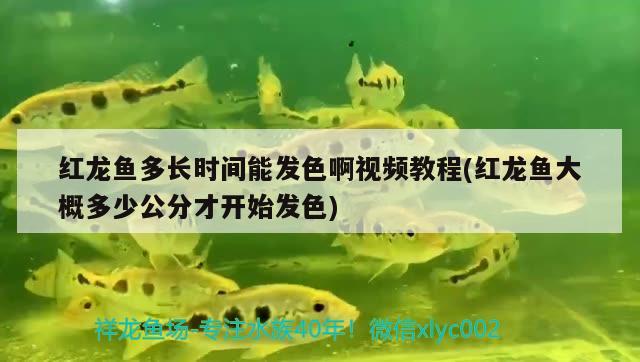 魚缸可以拆嗎？怎么拆？怎么拆視頻，拆卸魚缸的步驟