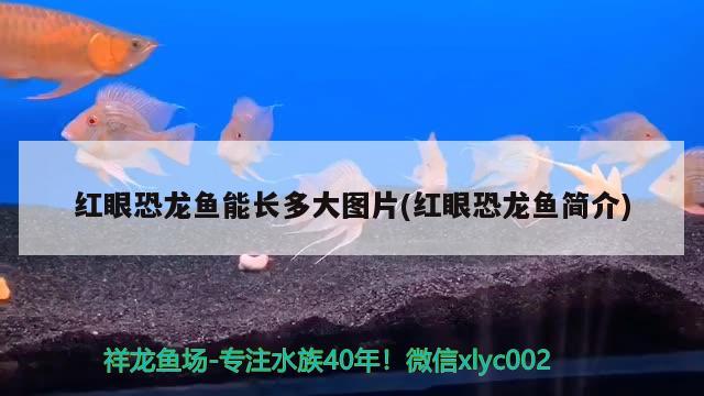 紅眼恐龍魚能長多大圖片(紅眼恐龍魚簡介)