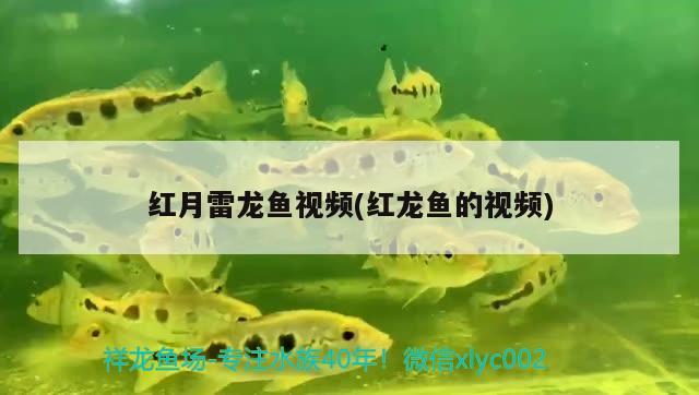 紅月雷龍魚視頻(紅龍魚的視頻) 祥龍進口元寶鳳凰魚