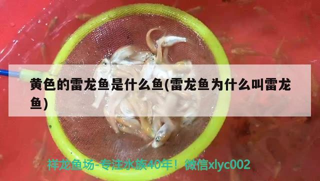 觀賞魚突然大量死亡原因有哪些：觀賞魚死亡征兆