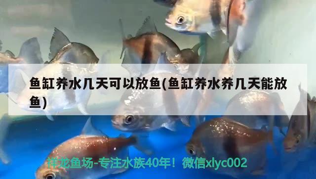 韶關(guān)觀賞魚市場喂食前溜魚