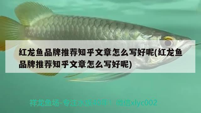 紅龍魚品牌推薦知乎文章怎么寫好呢(紅龍魚品牌推薦知乎文章怎么寫好呢) 白條過背金龍魚