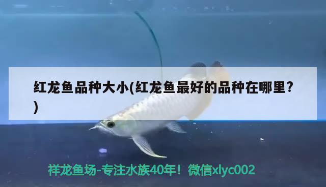 彩虹雷龍魚能和什么魚混養(yǎng)一起(彩虹雷龍能和什么魚在一起養(yǎng)) 金龍魚糧