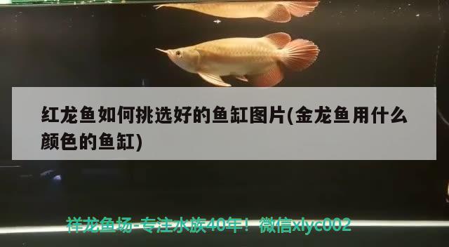 紅龍魚如何挑選好的魚缸圖片(金龍魚用什么顏色的魚缸) 觀賞魚