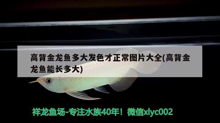 保定龍魚回收電話號(hào)碼多少(保定龍魚回收電話號(hào)碼多少號(hào))