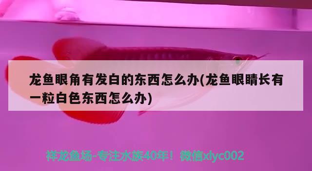 龍魚眼角有發(fā)白的東西怎么辦(龍魚眼睛長有一粒白色東西怎么辦)