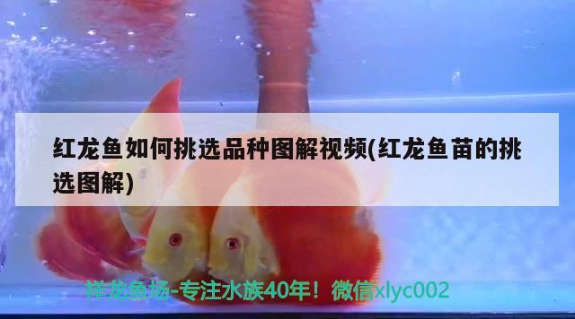 紅龍魚如何挑選品種圖解視頻(紅龍魚苗的挑選圖解) 鴨嘴鯊魚