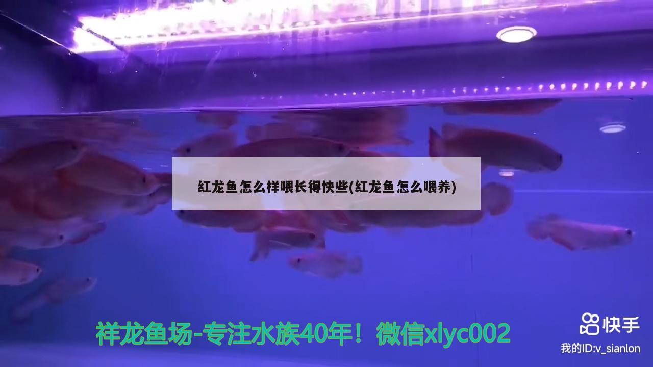 紅龍魚怎么樣喂長得快些(紅龍魚怎么喂養(yǎng))