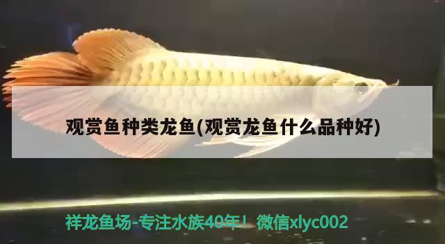 觀賞魚種類龍魚(觀賞龍魚什么品種好) 水族品牌