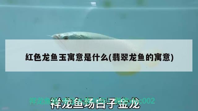 虎紋恐龍魚(yú)生長(zhǎng)速度（虎紋恐龍魚(yú)生長(zhǎng)速度有多快）