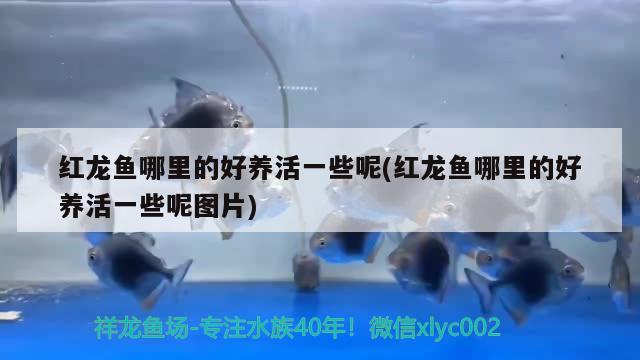 紅龍魚哪里的好養(yǎng)活一些呢(紅龍魚哪里的好養(yǎng)活一些呢圖片)