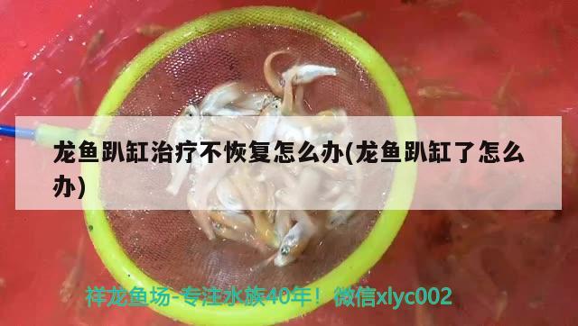 龍魚趴缸治療不恢復(fù)怎么辦(龍魚趴缸了怎么辦)