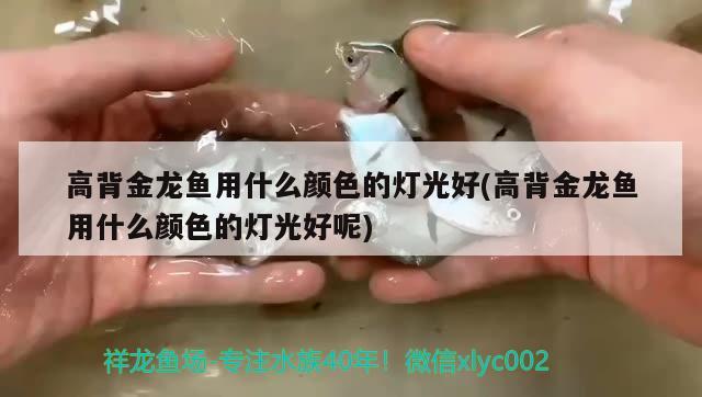 高背金龍魚用什么顏色的燈光好(高背金龍魚用什么顏色的燈光好呢)