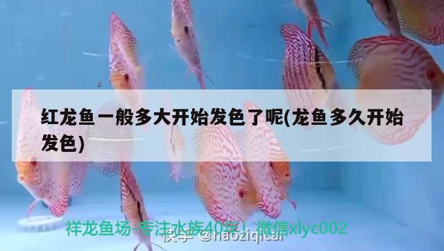 紅龍魚一般多大開始發(fā)色了呢(龍魚多久開始發(fā)色)