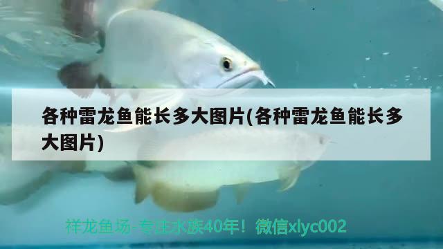 各種雷龍魚能長(zhǎng)多大圖片(各種雷龍魚能長(zhǎng)多大圖片)