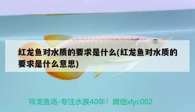 紅龍魚對(duì)水質(zhì)的要求是什么(紅龍魚對(duì)水質(zhì)的要求是什么意思) 進(jìn)口元寶鳳凰魚