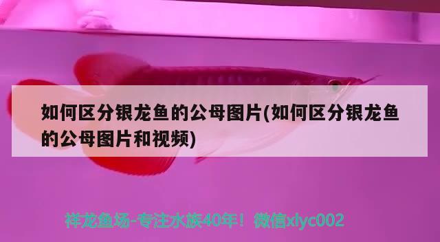 如何區(qū)分銀龍魚的公母圖片(如何區(qū)分銀龍魚的公母圖片和視頻) 銀龍魚百科