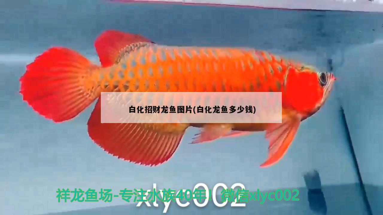 虎魚(yú)和龍魚(yú)混養(yǎng)溫度多少合適呀視頻（龍魚(yú)跟虎魚(yú)尺寸怎么搭配）