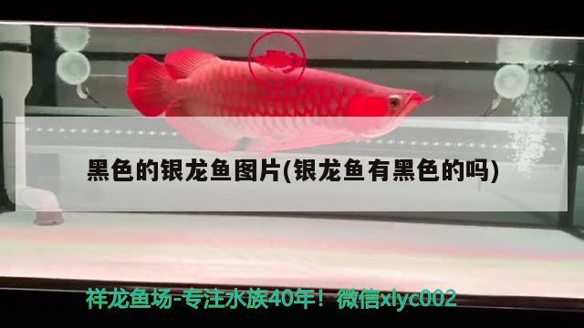 黑色的銀龍魚圖片(銀龍魚有黑色的嗎) 銀龍魚百科