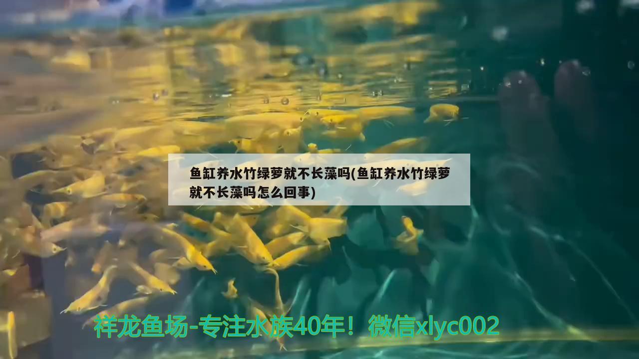 魚缸養(yǎng)水竹綠蘿就不長藻嗎(魚缸養(yǎng)水竹綠蘿就不長藻嗎怎么回事)