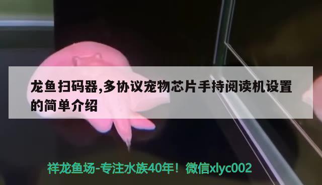 龍魚掃碼器,多協(xié)議寵物芯片手持閱讀機設置的簡單介紹 白化火箭