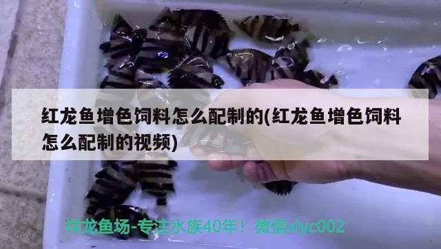 紅龍魚增色飼料怎么配制的(紅龍魚增色飼料怎么配制的視頻)