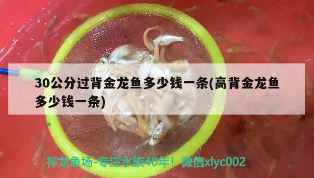 30公分過(guò)背金龍魚多少錢一條(高背金龍魚多少錢一條)