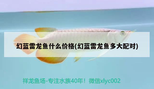 幻藍雷龍魚什么價格(幻藍雷龍魚多大配對) 養(yǎng)魚知識